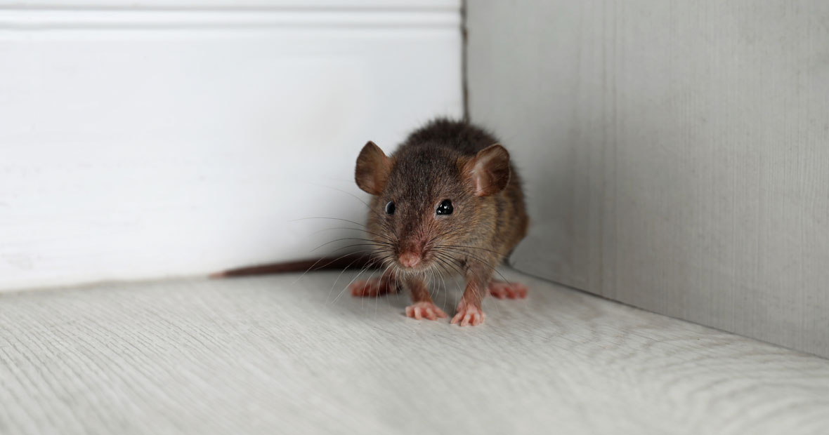 Éradiquer les nuisibles